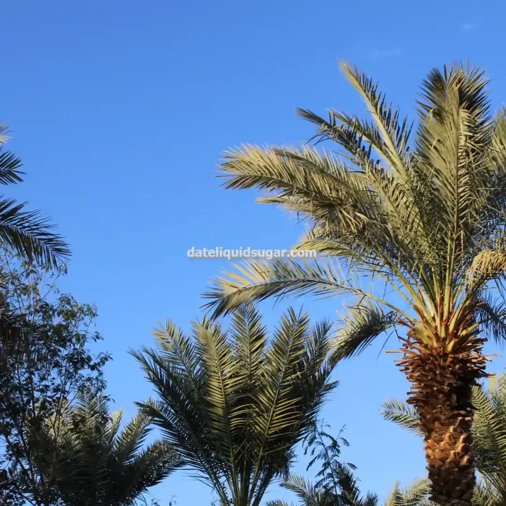 شیره خرما طبیعی برای صادرات